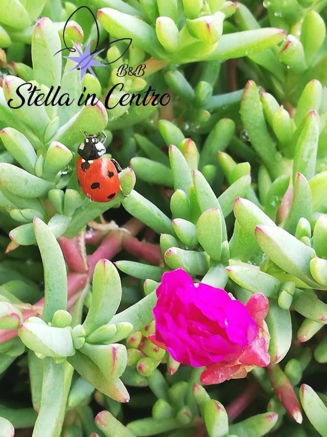 Stella In Centro
